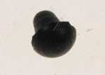 Smeg Rubber Stop - 754010078 Rubber For Grid